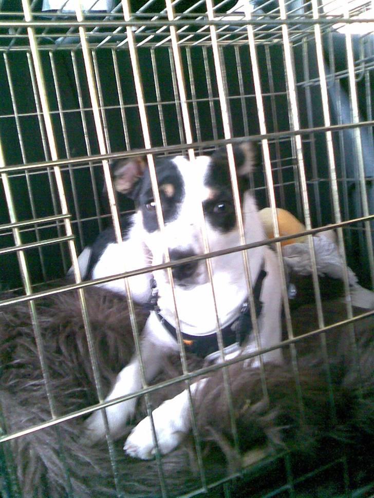 Blanding af racer Frida - 26.04.09 - Den dag jeg hentede hende :) billede 8