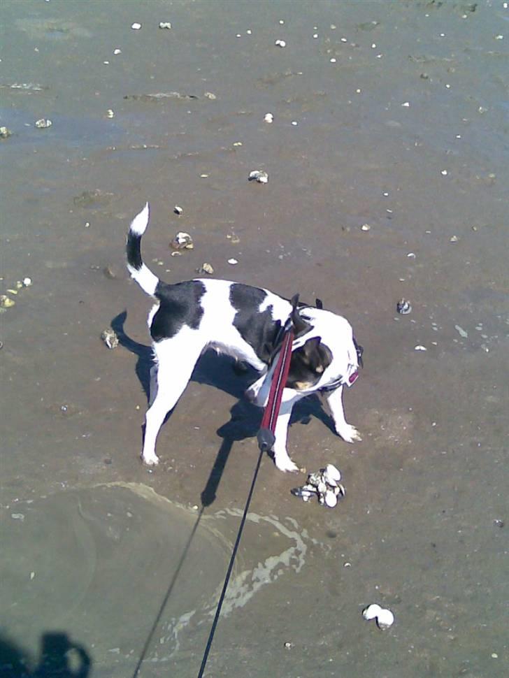 Blanding af racer Frida - Frida på stranden :) billede 9