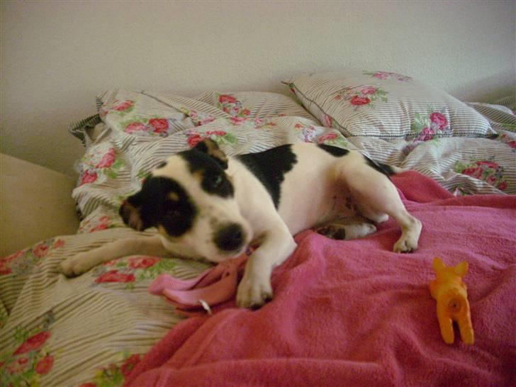 Blanding af racer Frida - Sød og uskyldig ;) Taget 26. april 2009 billede 12