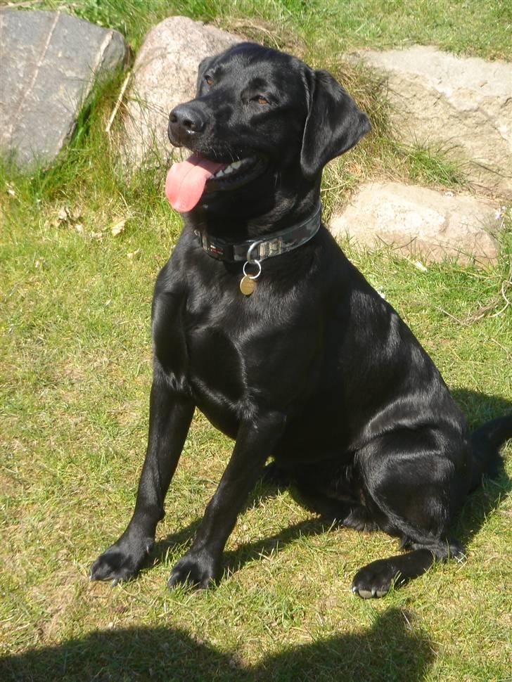 Labrador retriever Covie - Covie er blevet en voksen hund. billede 14