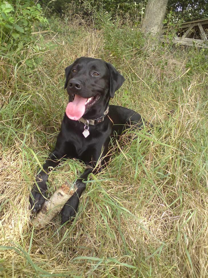 Labrador retriever Covie - Covie hygger sig i skoven/på marken. billede 15