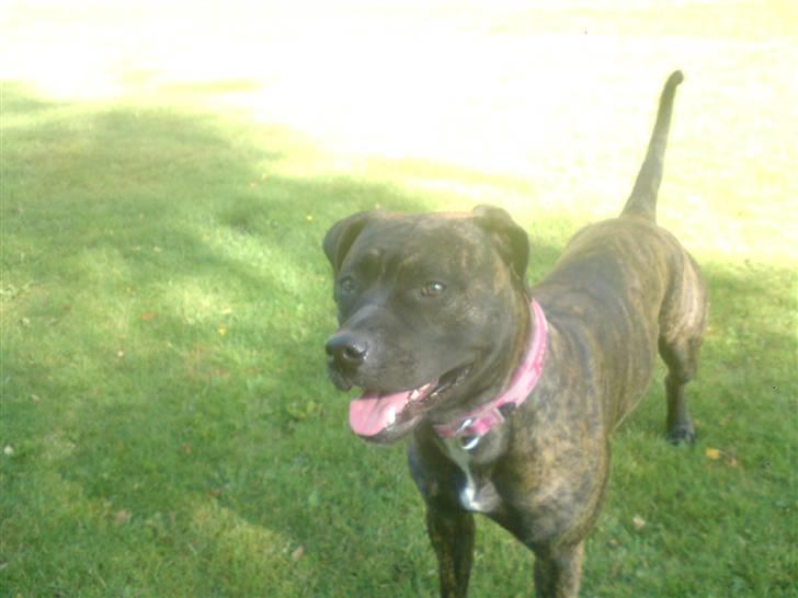 Blanding af racer Lady R.I.P. 2010 billede 9