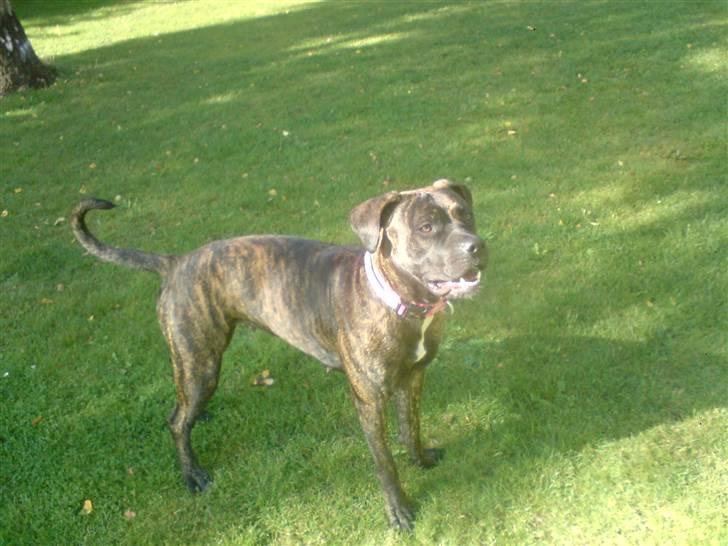 Blanding af racer Lady R.I.P. 2010 billede 10