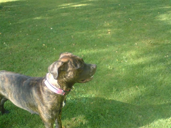 Blanding af racer Lady R.I.P. 2010 billede 11