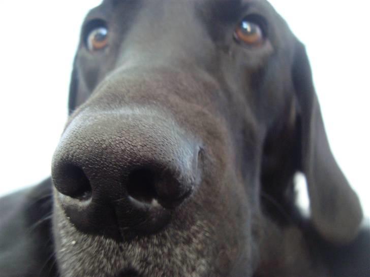 Labrador retriever Santos - Min dejlige hund Santos <3 billede 1
