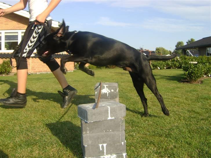 Labrador retriever Santos - I believe i can fly!!! billede 3