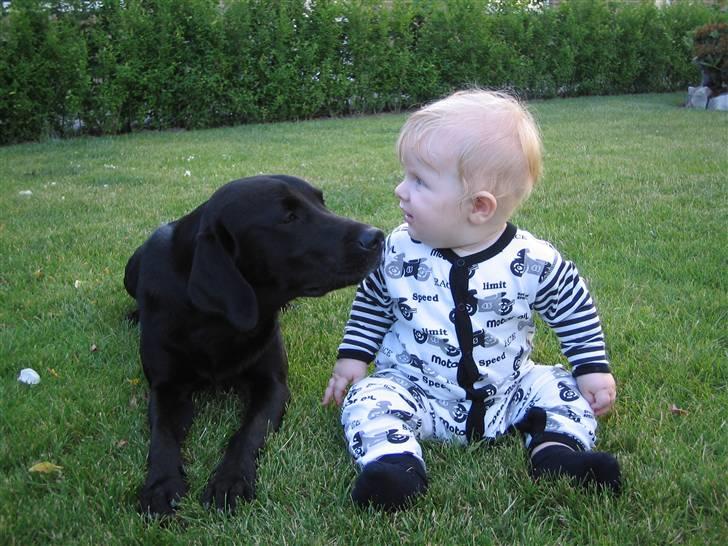Labrador retriever Santos - Santos og lillebror :] billede 4