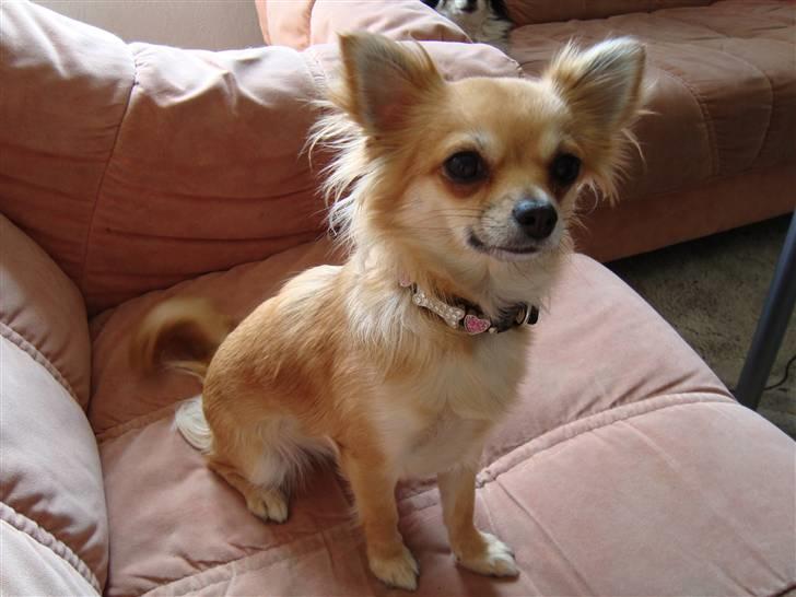 Chihuahua Emmely billede 1