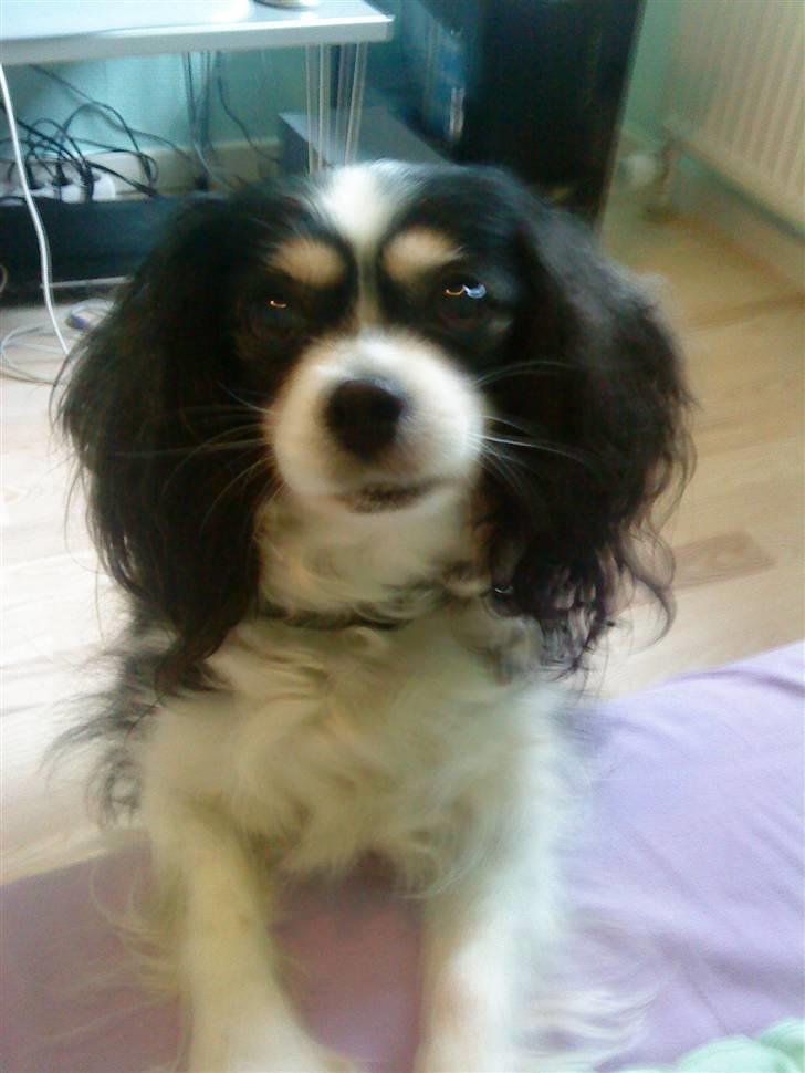 Blanding af racer Maggie - Hvad er det du laver deroppe, jeg vil også være med ! ;) billede 20