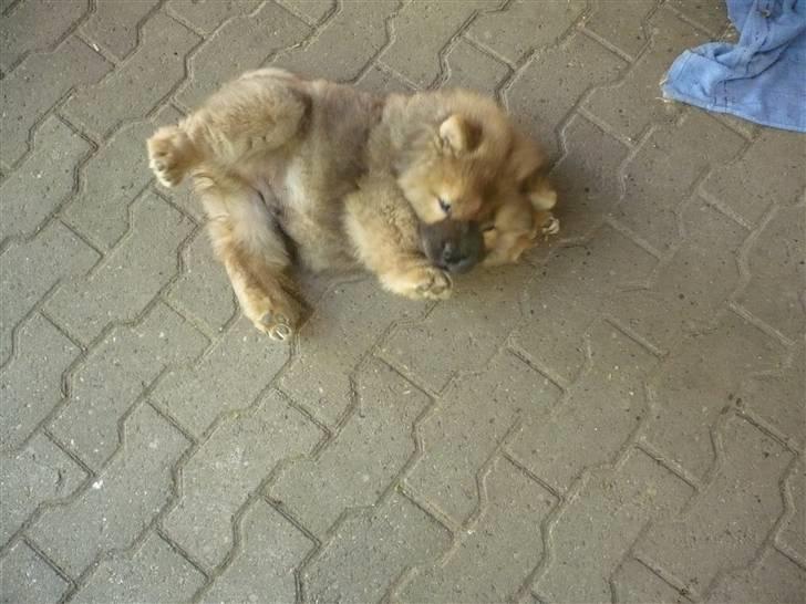 Chow chow Avento billede 1