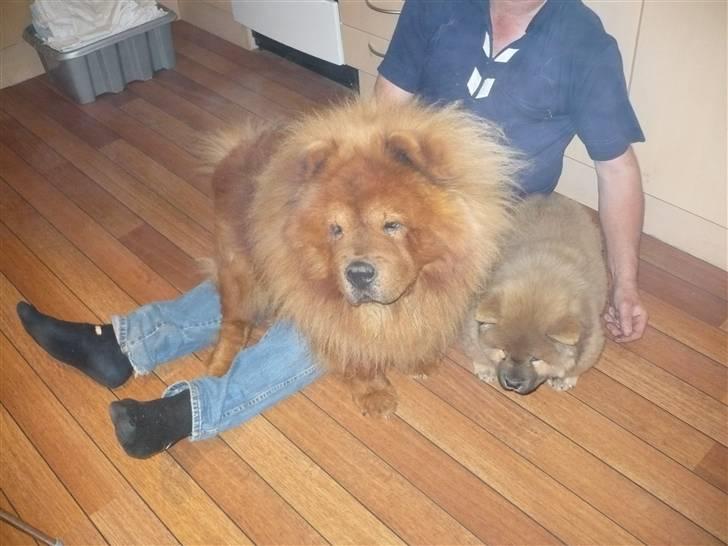 Chow chow Avento billede 6