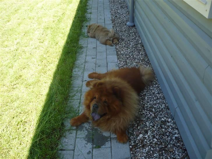 Chow chow Avento billede 7