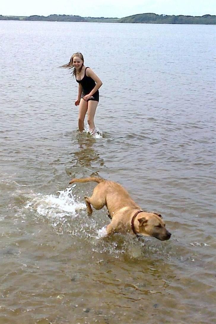 Amerikansk staffordshire terrier Tayson - Strandtur. Det er bare for fedt.. :D Søster taget billedet. billede 2