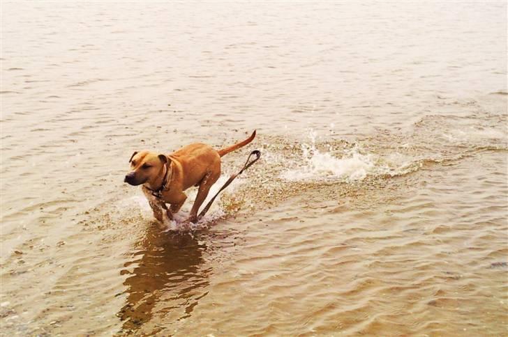 Amerikansk staffordshire terrier Tayson - Strandtur. Hvem kan liige løbe fra Trine biine, MiiG..!! HaHa :D Søster taget billedet. billede 3
