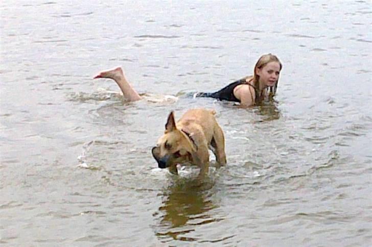 Amerikansk staffordshire terrier Tayson - Strandtur. Det er bare for fedt.. :D Søster taget billedet. billede 4