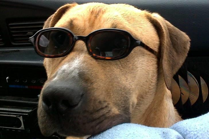 Amerikansk staffordshire terrier Tayson - Hjem fra strandtur, så er det bare gangster tid.. :P Søster taget billedet. billede 5