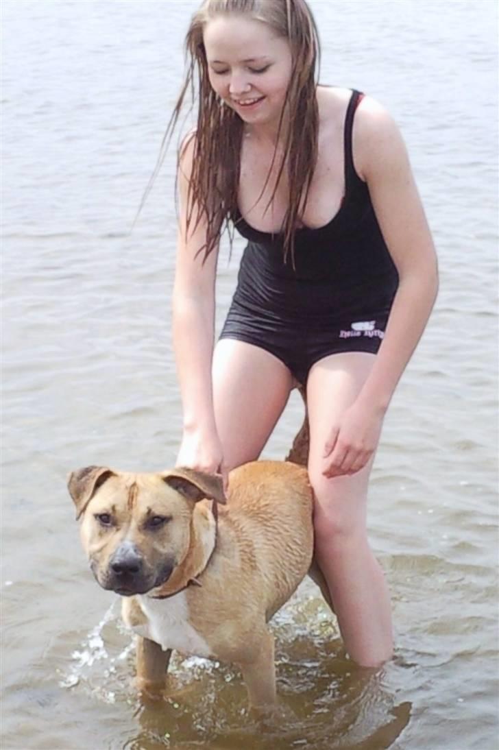 Amerikansk staffordshire terrier Tayson - Strandtur. Det er bare for fedt.. :D Søster taget billedet. billede 8