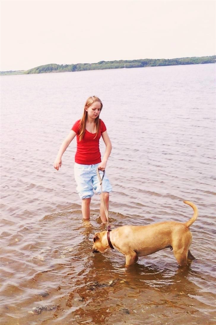Amerikansk staffordshire terrier Tayson - Strandtur. Det er bare for fedt.. :D Søster taget billedet. billede 9
