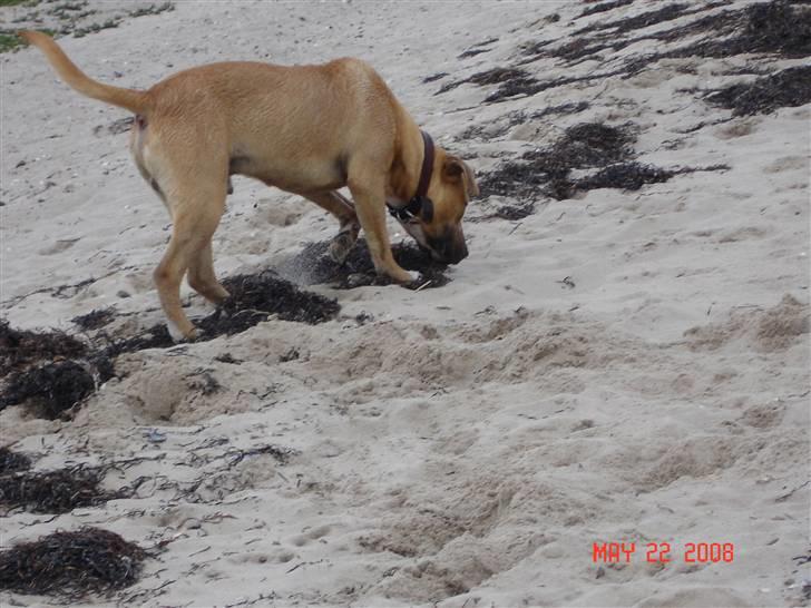 Amerikansk staffordshire terrier Tayson - Strandtur. Det er bare for fedt.. :D Søster taget billedet. billede 10