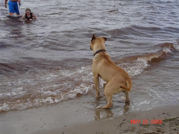 Amerikansk staffordshire terrier Tayson - Orh, har i noget til mig, eller eller ska vi lege nu!? Ö :D Søster taget billedet. billede 11