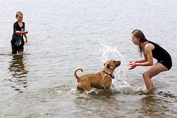 Amerikansk staffordshire terrier Tayson - Strandtur. Det er bare for fedt.. :D Søster taget billedet. billede 12