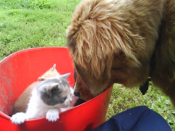 Blanding af racer Ghini billede 10