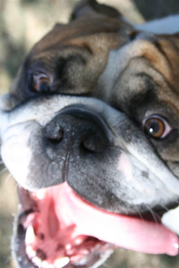 Blanding af racer Herman billede 9