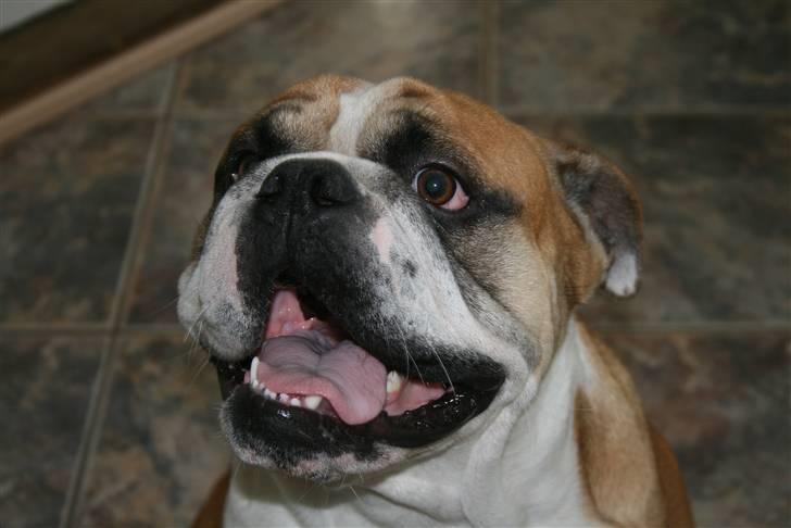 Blanding af racer Herman billede 10