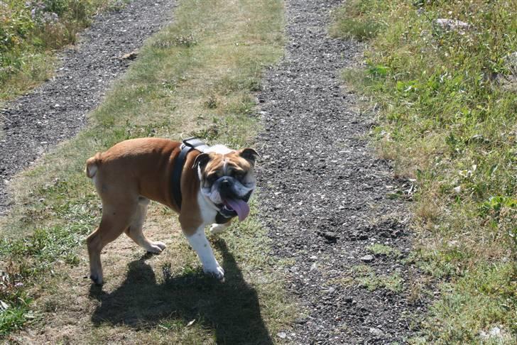 Blanding af racer Herman billede 11