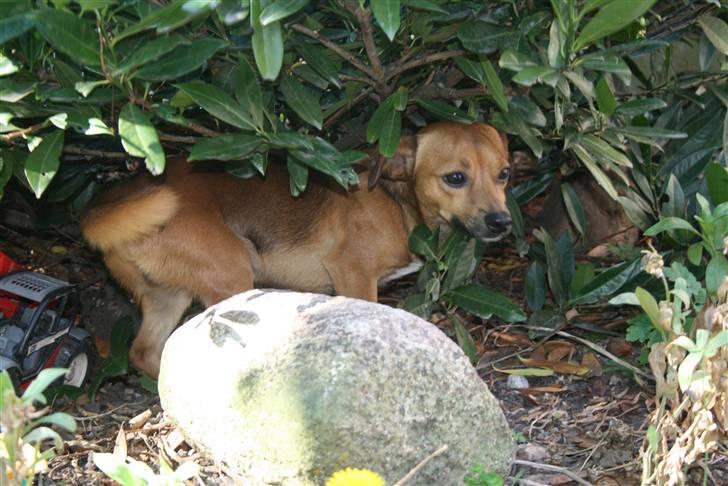 Blanding af racer BM Sofus  billede 10