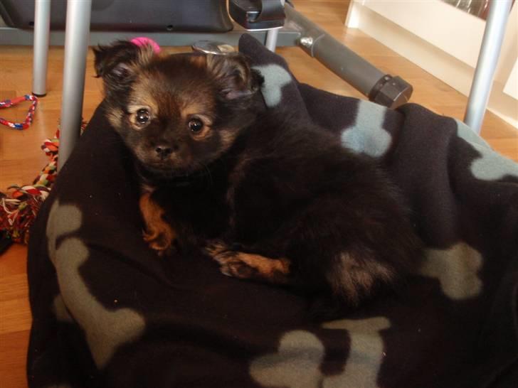 Blanding af racer Chanel <3 - 2 mdr <3 billede 2