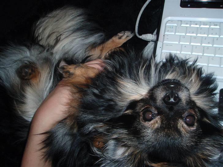 Blanding af racer Chanel <3 - 8 mdr <3 billede 3