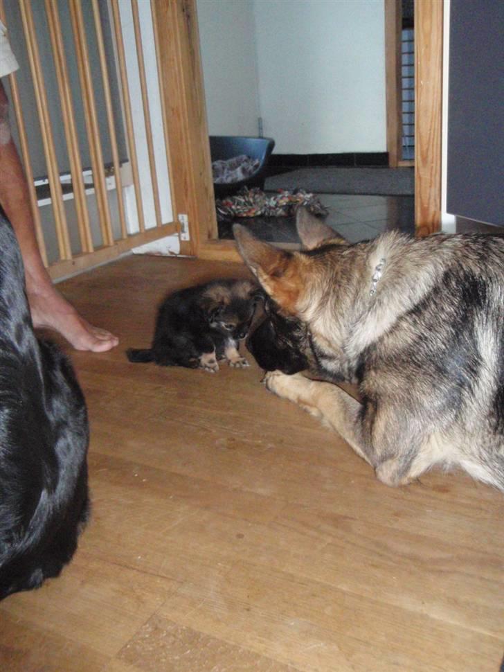 Blanding af racer Chanel <3 - Første møde med de to ´kæmper´ i huset, ingen tvivl om hvem der bestemmer nu ;) billede 4