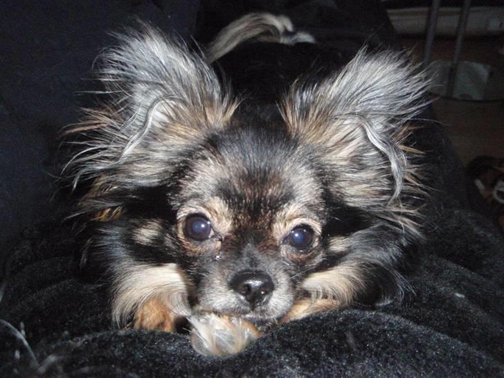 Blanding af racer Chanel <3 billede 7