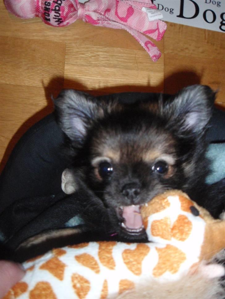 Blanding af racer Chanel <3 - 3 mdr <3 billede 8