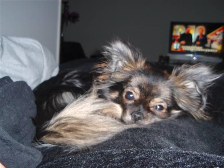 Blanding af racer Chanel <3 - 9 mdr <3 billede 10