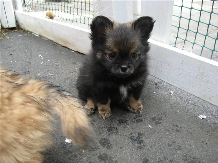 Blanding af racer Chanel <3 - Det første møde, blev forelsket med det samme. 6 uger <3 billede 11