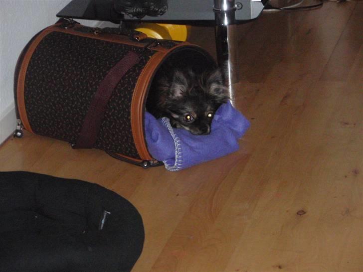 Blanding af racer Chanel <3 billede 13