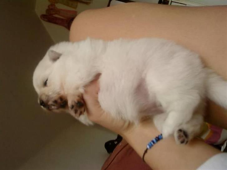 Pomeranian Laika billede 5