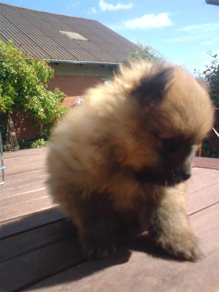Pomeranian gismo billede 6