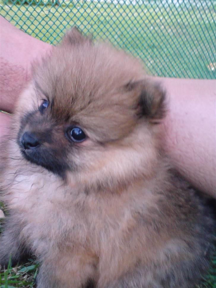 Pomeranian gismo billede 7