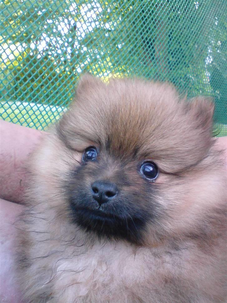 Pomeranian gismo billede 8