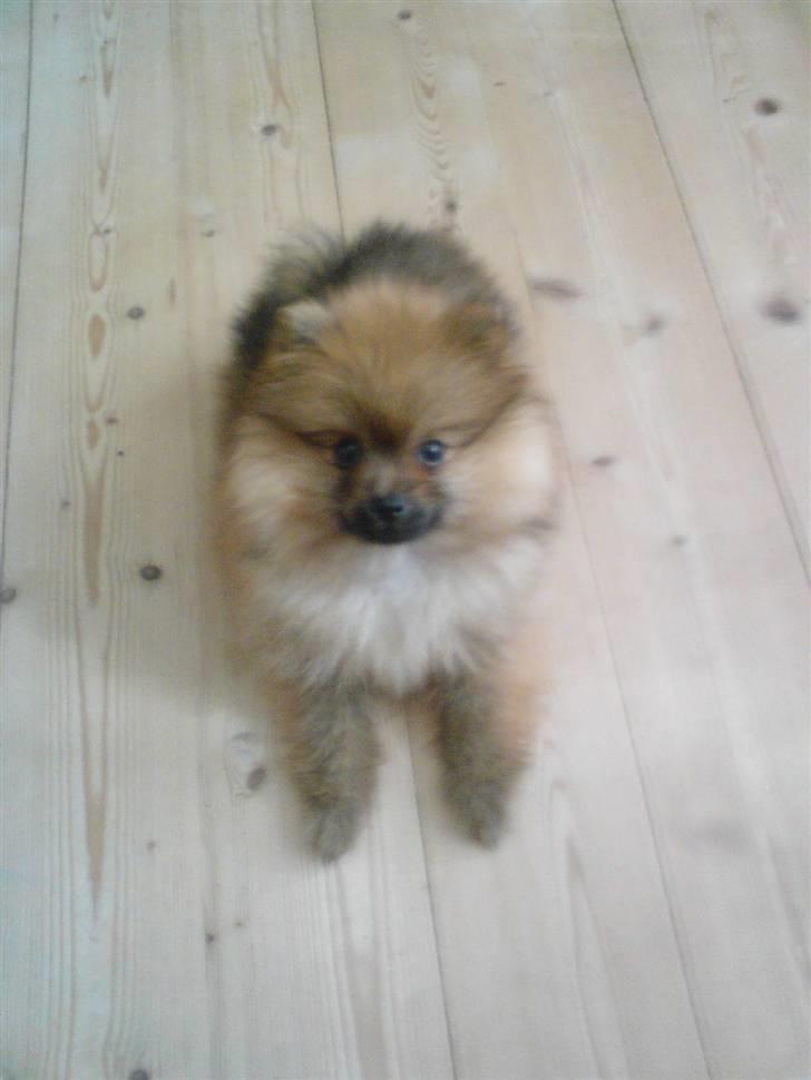 Pomeranian gismo billede 9