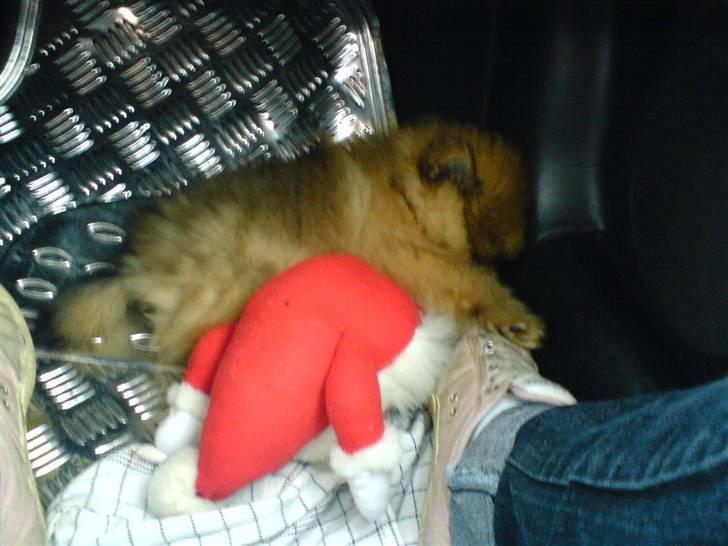 Pomeranian gismo billede 10