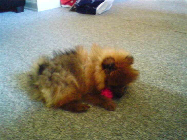 Pomeranian gismo billede 11