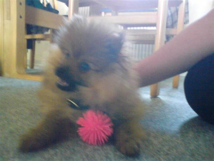 Pomeranian gismo billede 12