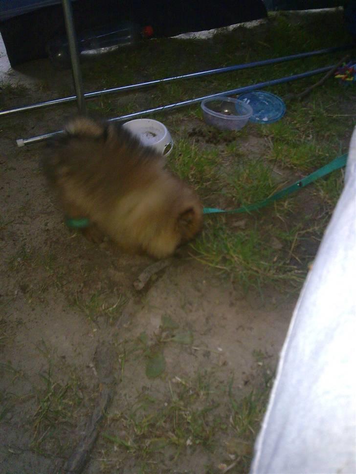Pomeranian gismo billede 13