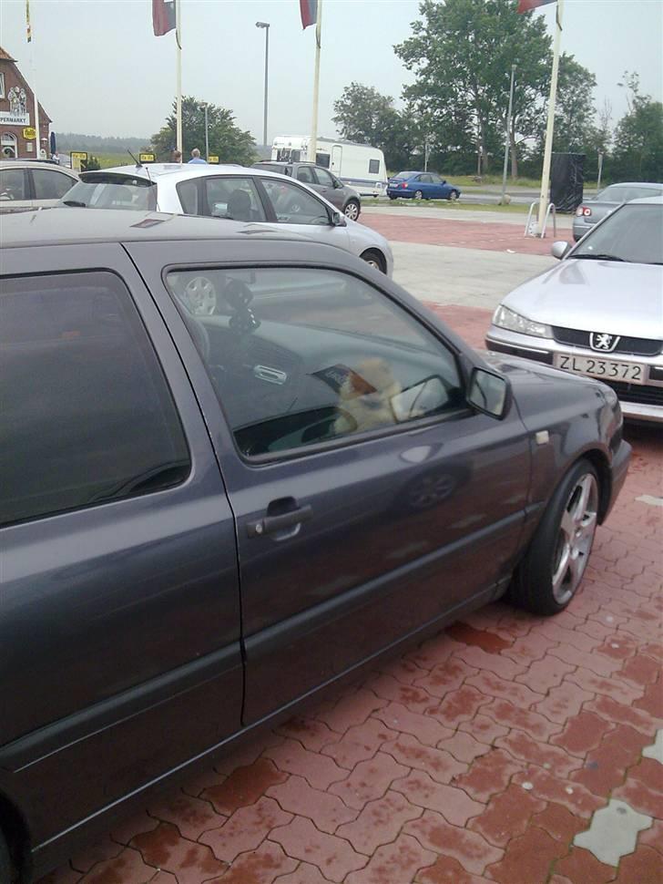 Pomeranian gismo billede 14