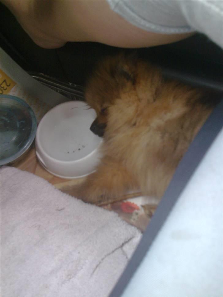 Pomeranian gismo billede 15