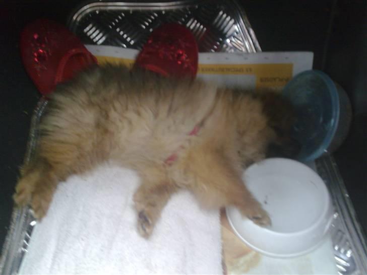 Pomeranian gismo billede 16